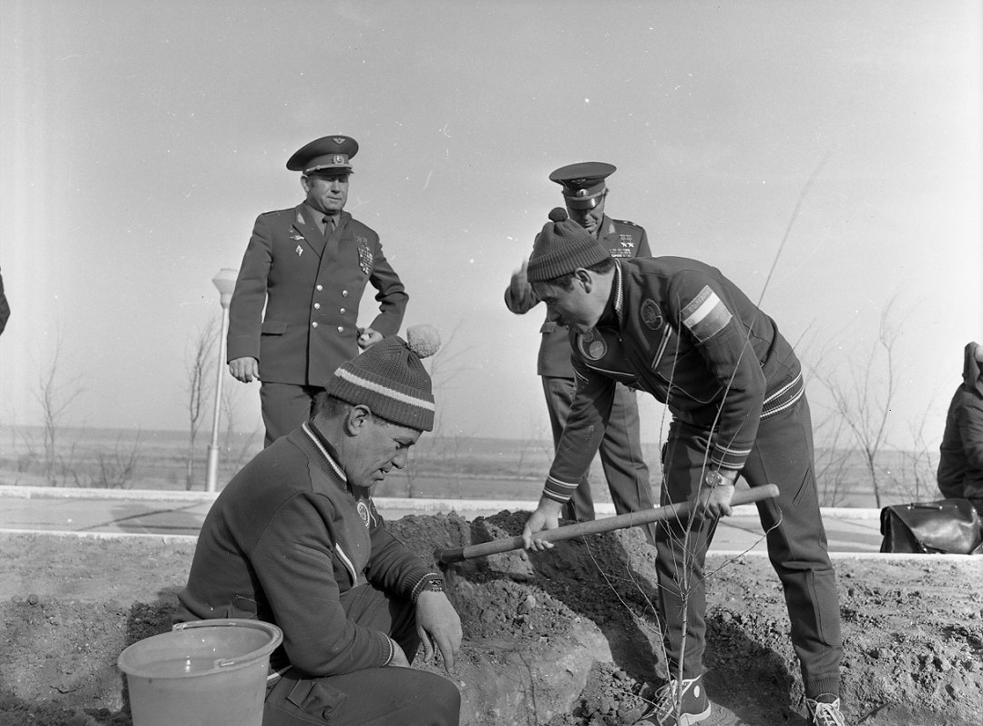 traidional tree plant in Baikonur